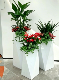 关于奉化花木租赁市场的干货总结，建议收藏