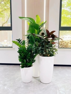 宁波杭州湾绿植出租><div class=