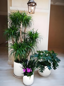 杭州湾专业花卉出租,打造专属的花卉风情