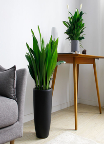 宁波海曙花卉租摆价格