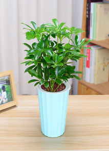 慈溪绿植出租设计><div class=