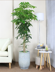 江北花卉出租公司