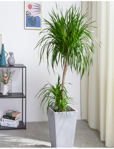 宁波海曙花卉出租