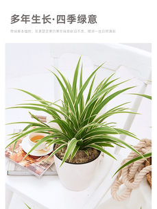 慈溪盆景租赁设计