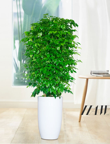 北仑花卉租摆设计