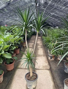 杭州湾花木出租哪家好