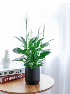 江北花卉出租公司