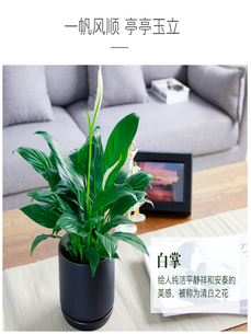 北仑花卉租摆设计