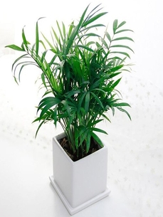 探秘海曙专业花卉租摆，领略花卉装饰独特魅力