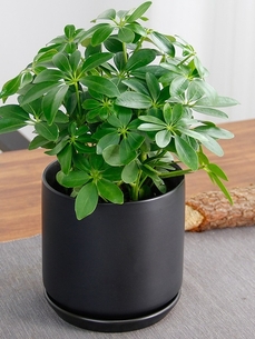 宁波慈溪花卉出租价格实惠