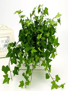 北仑花卉租摆设计