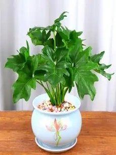 宁波盆景出租哪家好