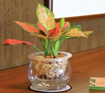 惊叹！鄞州花木租赁，实惠价享品质绿植！