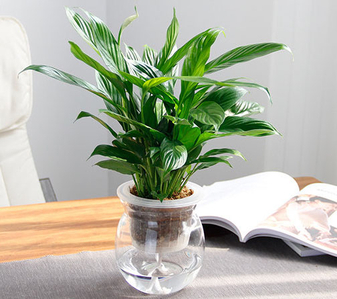 想租花卉选哪家？宁波前湾这家超值得推荐