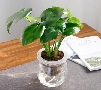 宁波奉化盆景出租，轻松营造绿色生活氛围