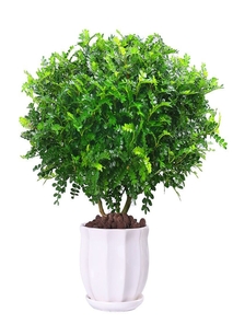 关注宁波前湾绿化养护公司，共享绿色生态好时光