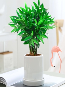 宁波余姚花木租赁哪家靠谱？这份指南请查收！