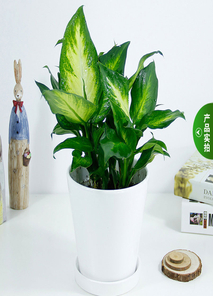 宁波花卉租摆设计 宁波花卉租摆设计