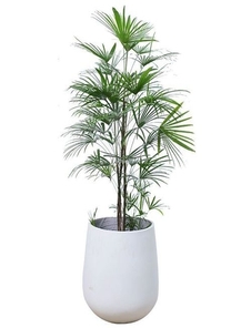 探寻宁波江北绿植出租，打造专属的绿色小世界