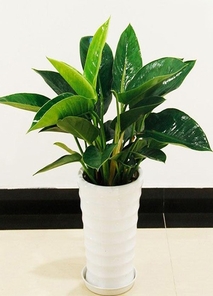 探寻宁波鄞州植物出租价格，真相在这里！