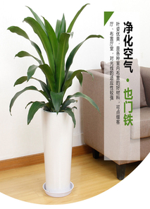 奉化花木租摆价格实惠